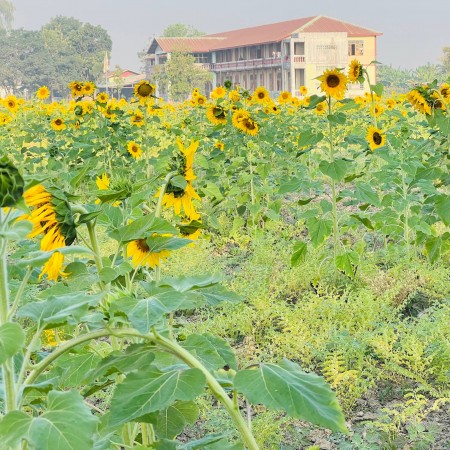 [회원의날] 미얀마 몬요,따바웅 YGW에서 회원들께 보내 온 감사 인사